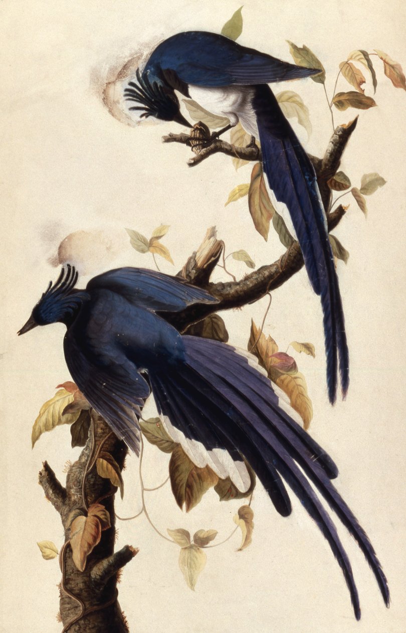 Ekstergaai, 1829 door John James Audubon