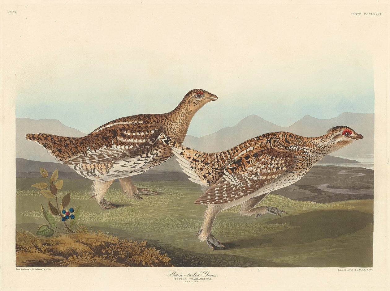 Scherpsnavelruigpoothoen, 1837 door John James Audubon