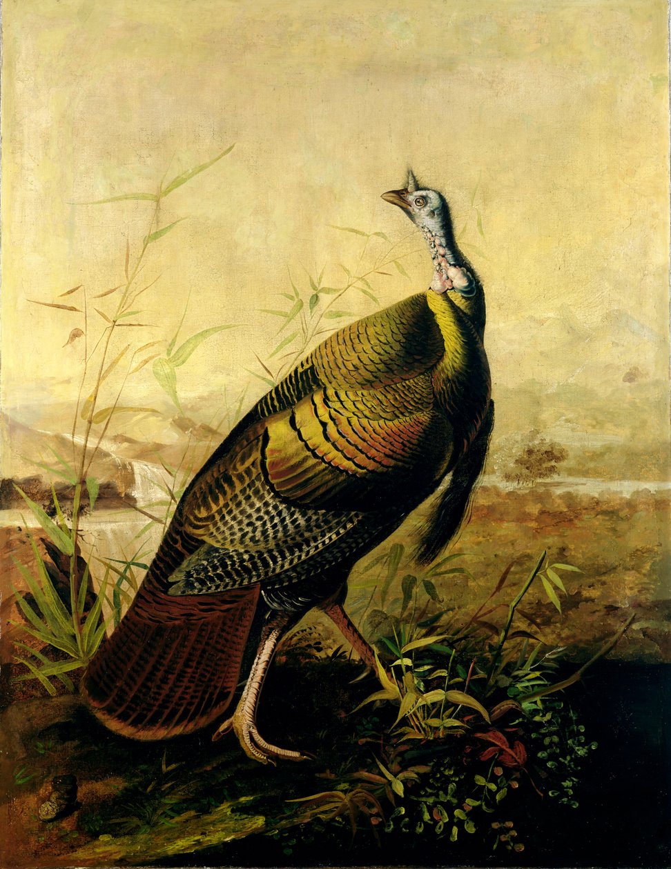 De Amerikaanse wilde kalkoenhaan door John James Audubon