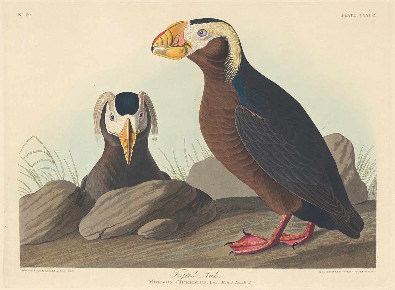 Kuifalk, 1835 door John James Audubon