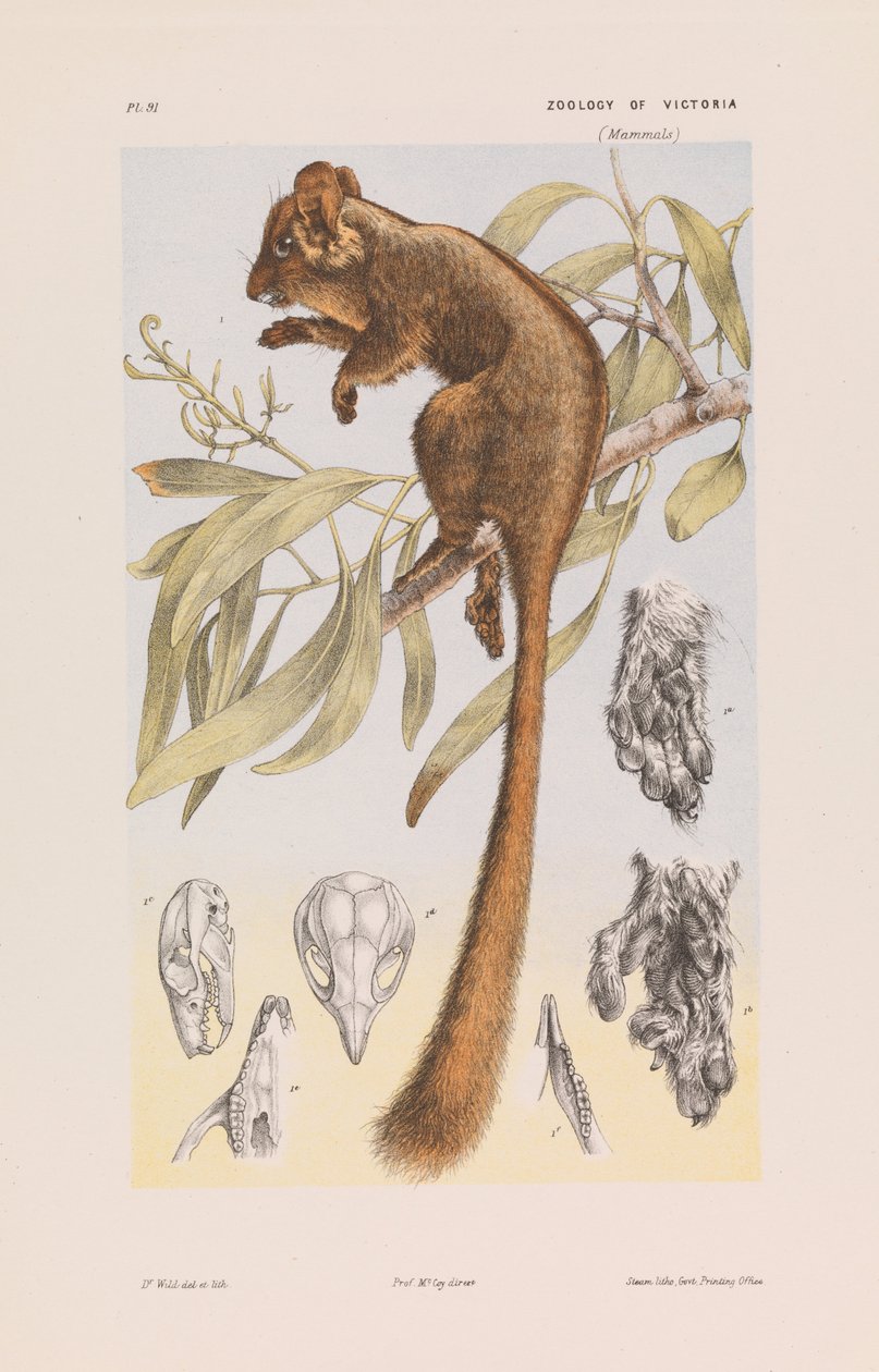 Leadbeaters Possum, Gymnobelideus leadbeateri door John James Wild