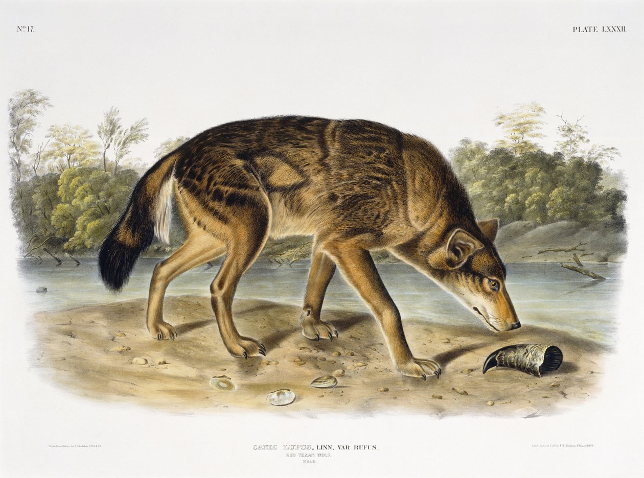 Rode Texaanse wolf door John James after Audubon