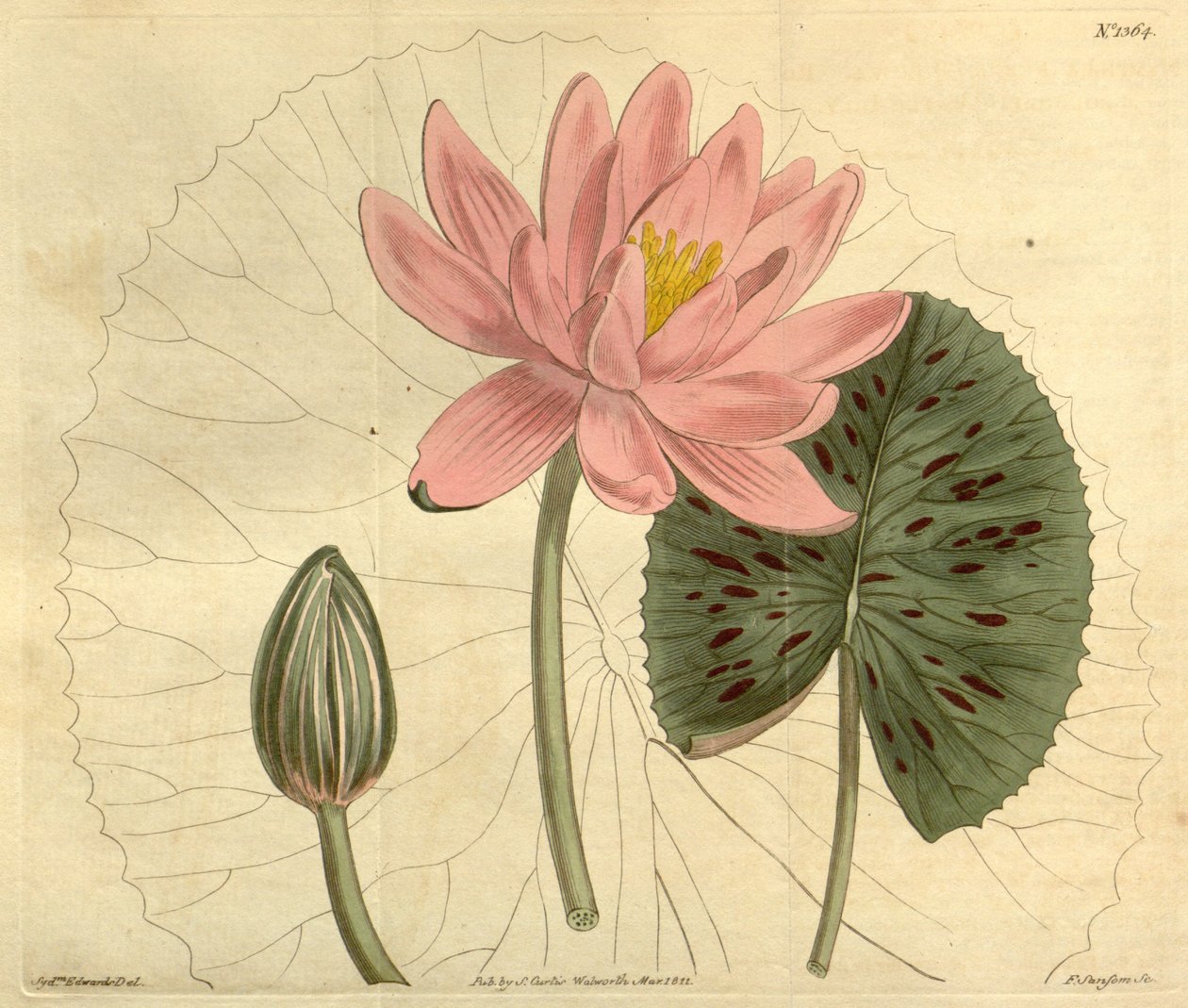 Nymphaea pubescens door John Sims