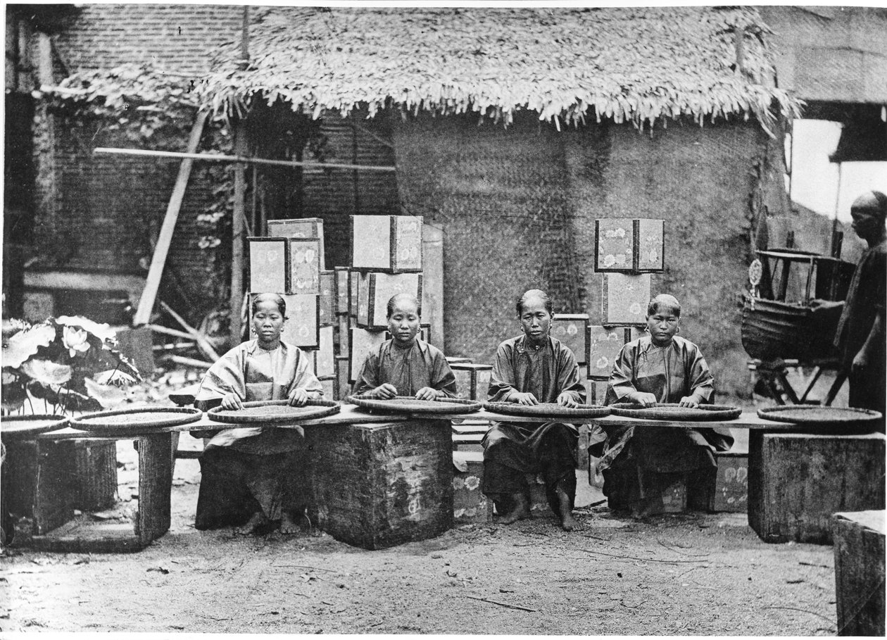Thee plukken in Canton, ca. 1872 door John Thomson