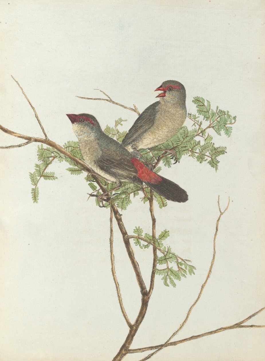 Gewone kruisbek. Lewin, John. Vogels van New South Wales met hun natuurlijke geschiedenis. Sydney- G. Howe, ... door John William Lewin
