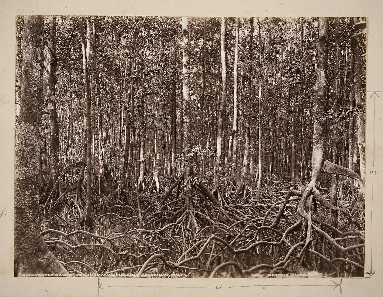 Een mangrove moeras, Pachu Rivier, Choiseul, Solomon Groep door John Beattie