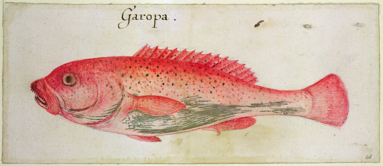 Garopa door John White