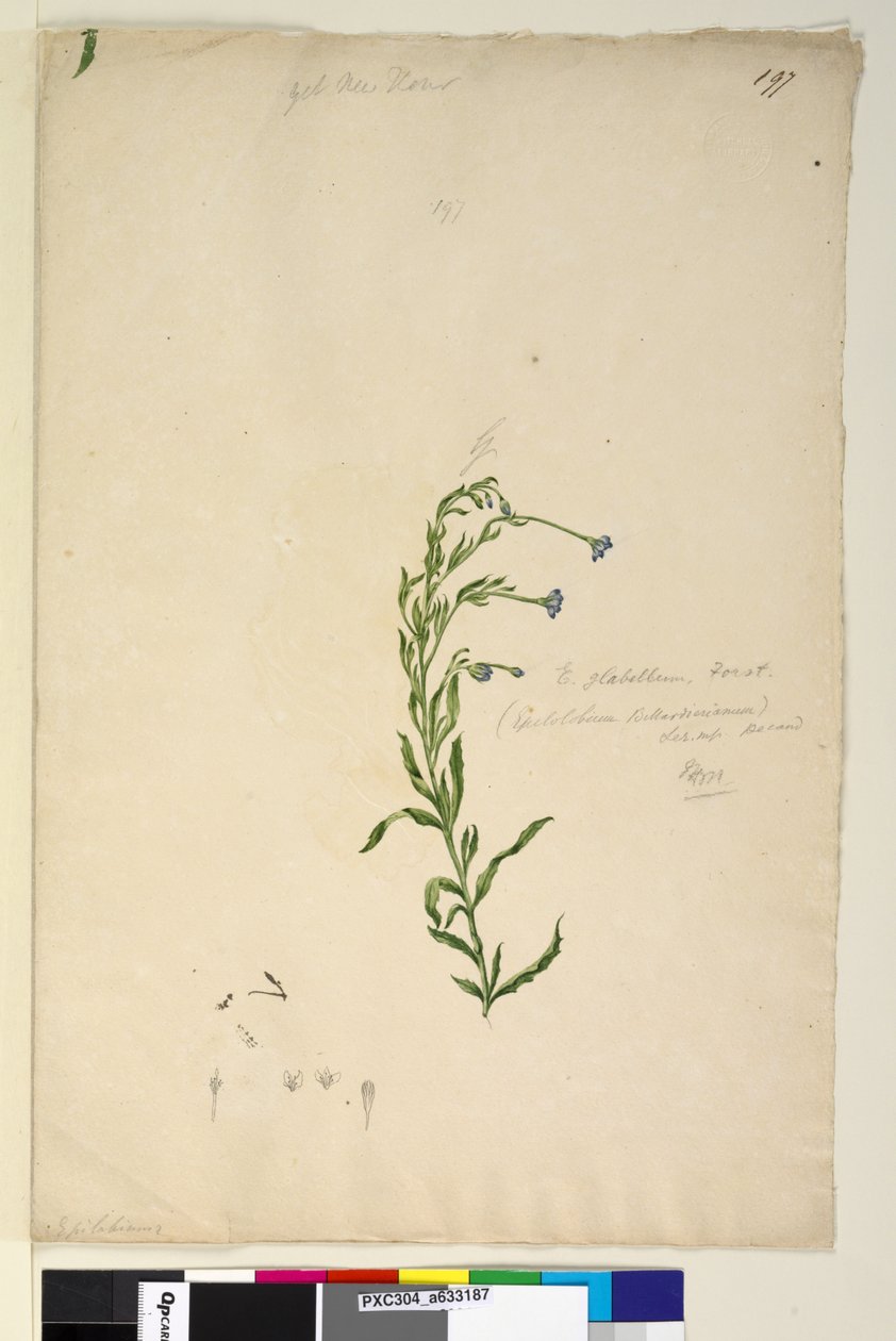 Pagina 197. Epilobium glabellum door John William Lewin