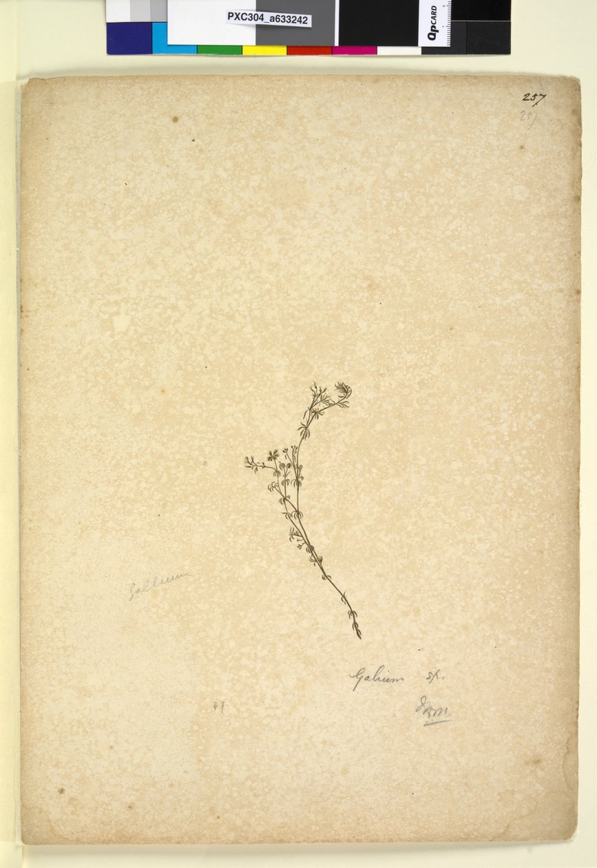 Pagina 257. Galium sp. door John William Lewin