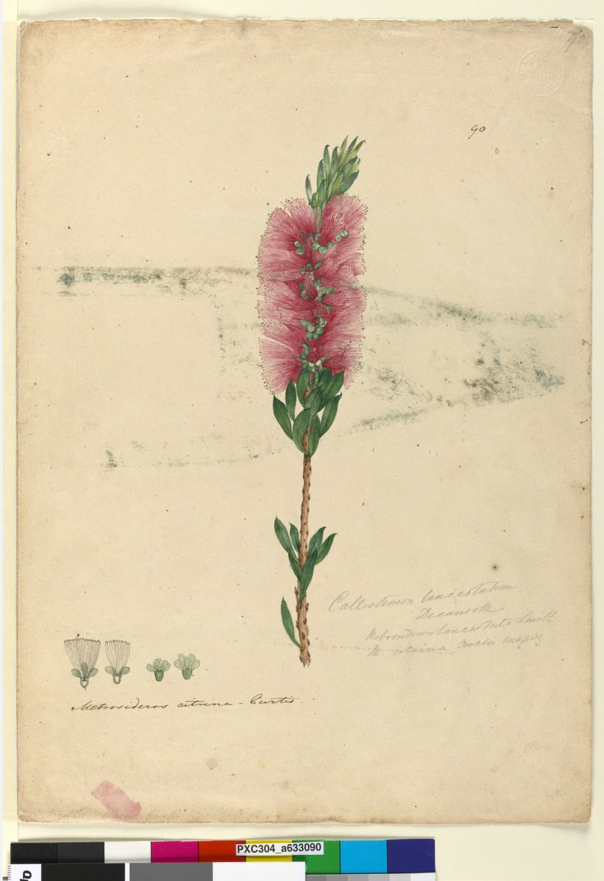 Pagina 90. Callistemon lanceolatusCallistemon citrinus door John William Lewin