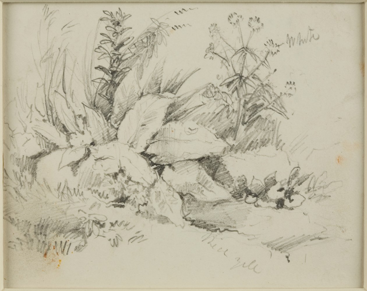 Natuurstudie door John Wilson Carmichael