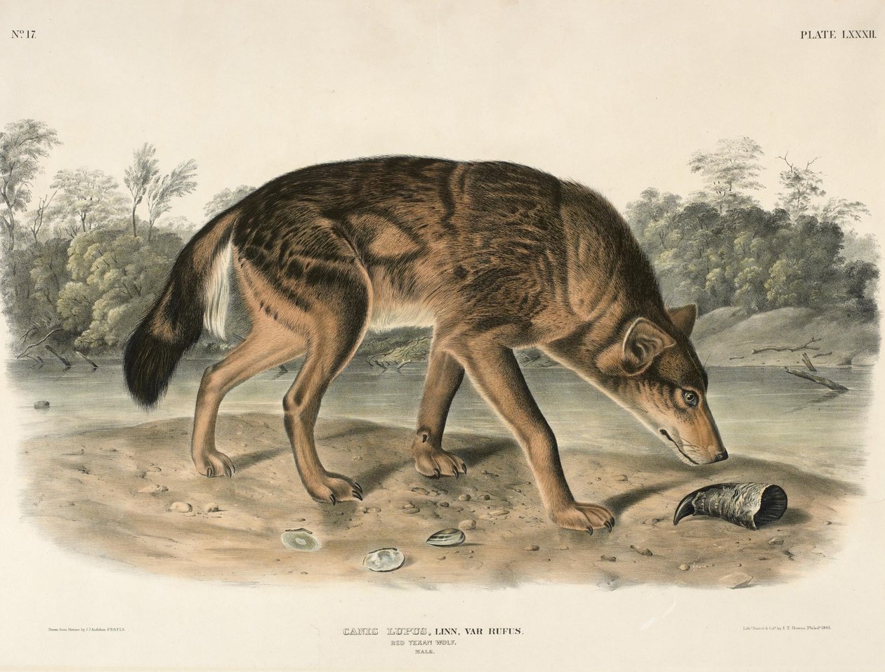 Rode Texaanse wolf (Canis Lupus) door John Woodhouse Audubon