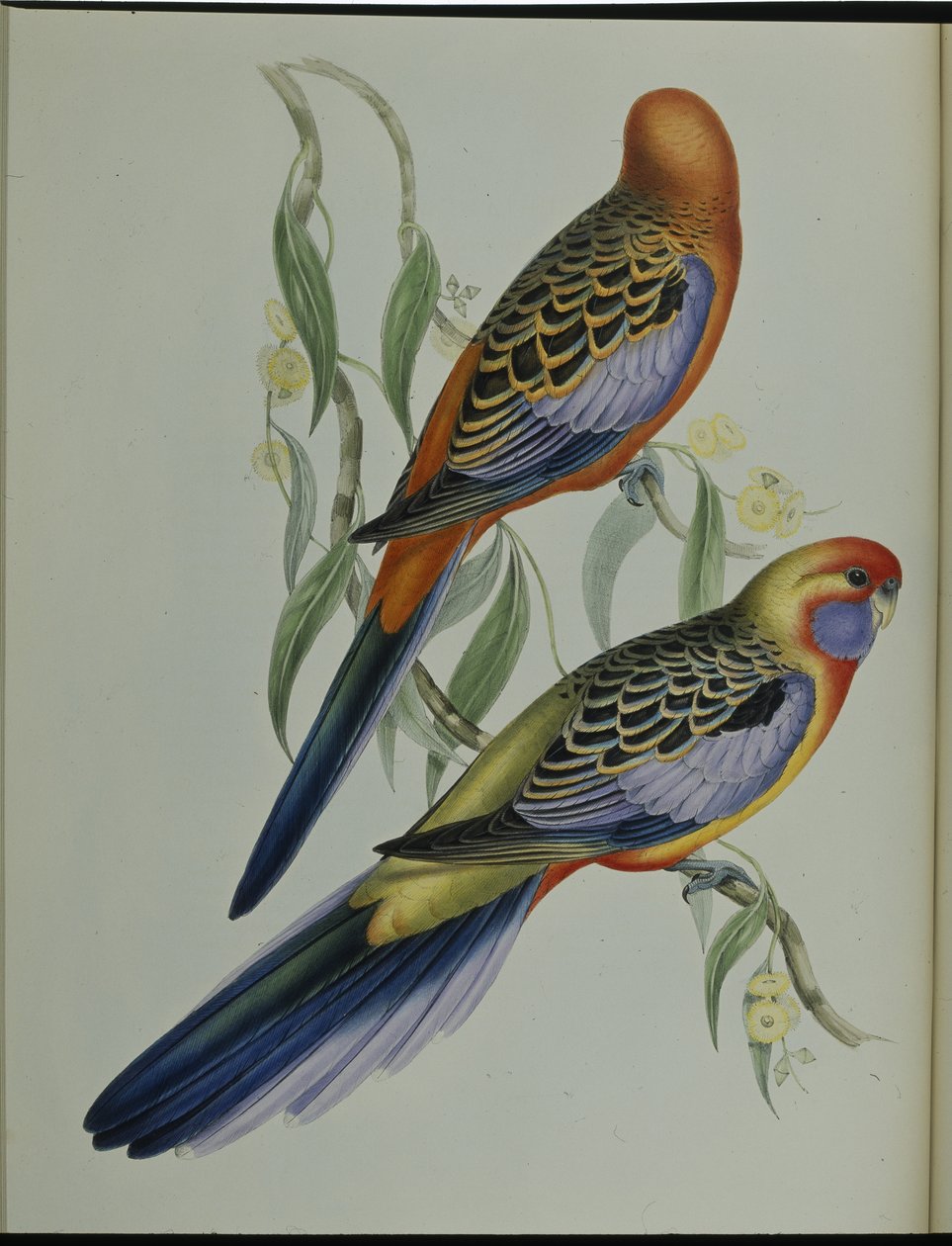 Adelaide Parkiet door John (after) Gould