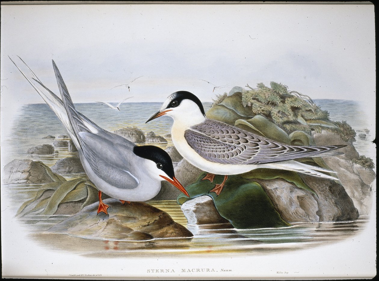 Noordse stern (Sterna Macrura) door John (after) Gould
