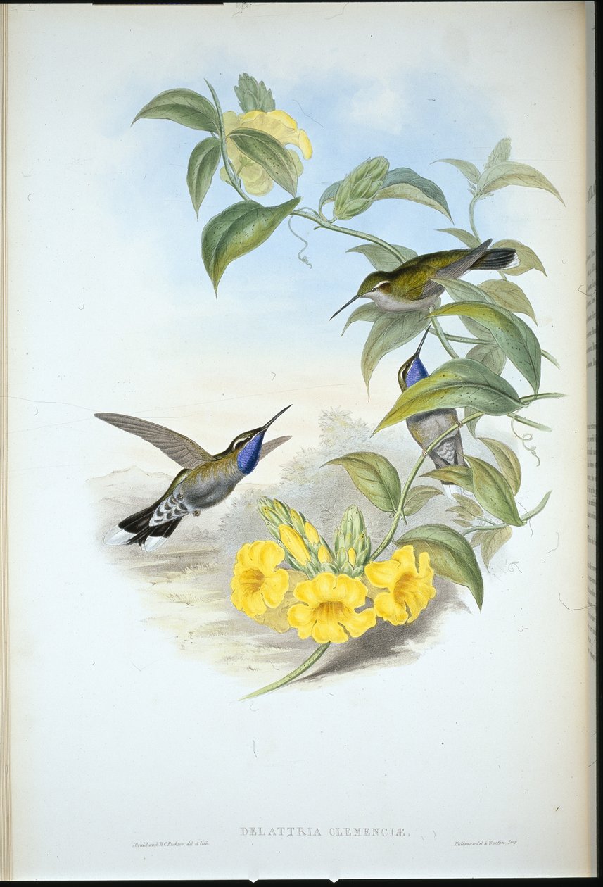 Blauwkeel Cazique (Delattria Clemenciae) door John (after) Gould