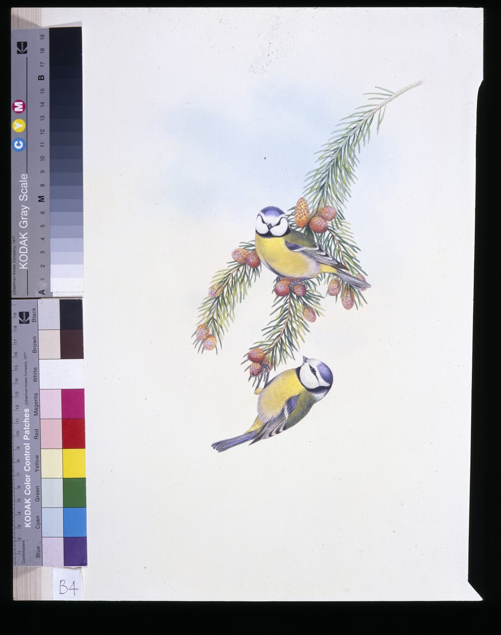 Pimpelmees (Parus Caeruleus) door John (after) Gould