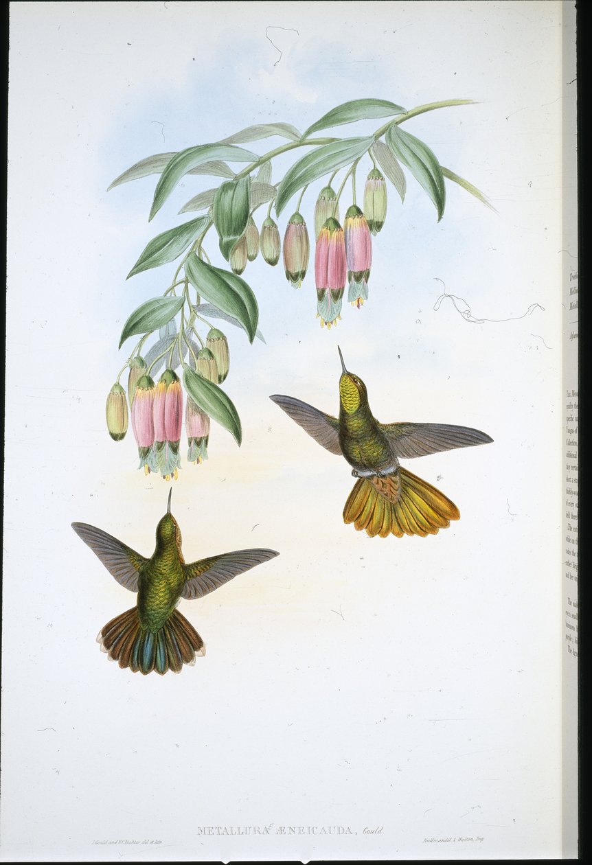 Messingstaart (Metallura Aeneicauda) door John (after) Gould