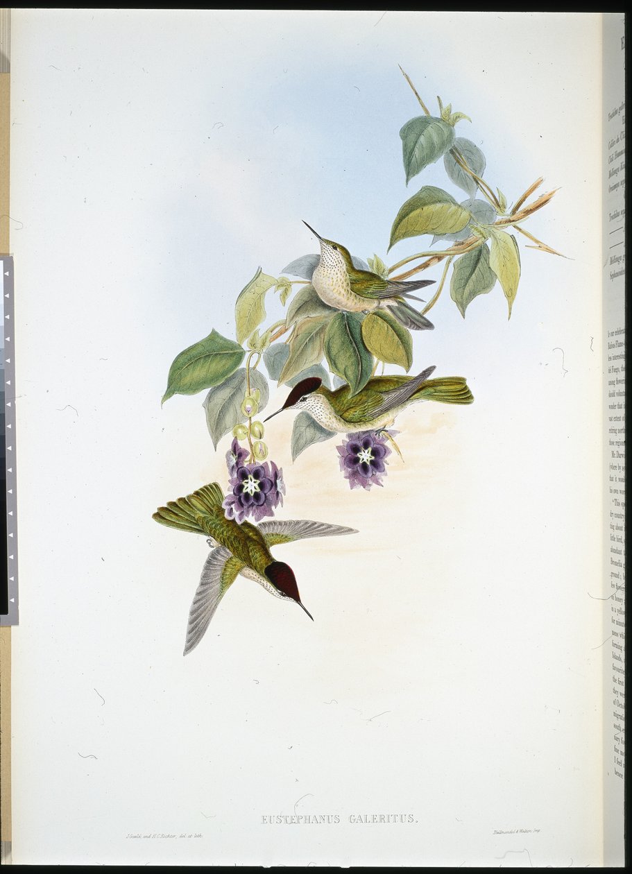 Chileense Vuurkroon door John (after) Gould