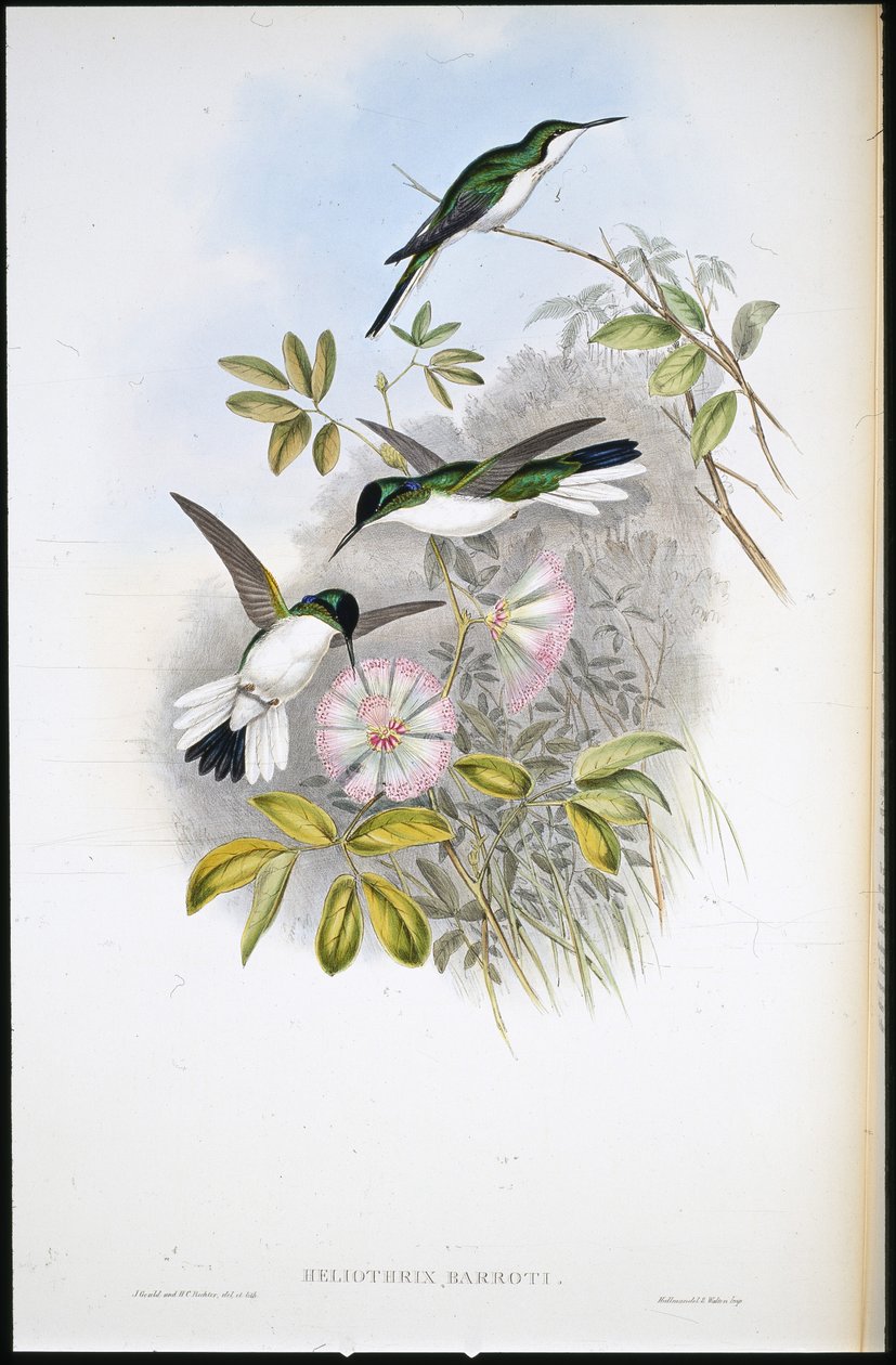 Colombiaanse Fee (Heliothrix Barroti) door John (after) Gould