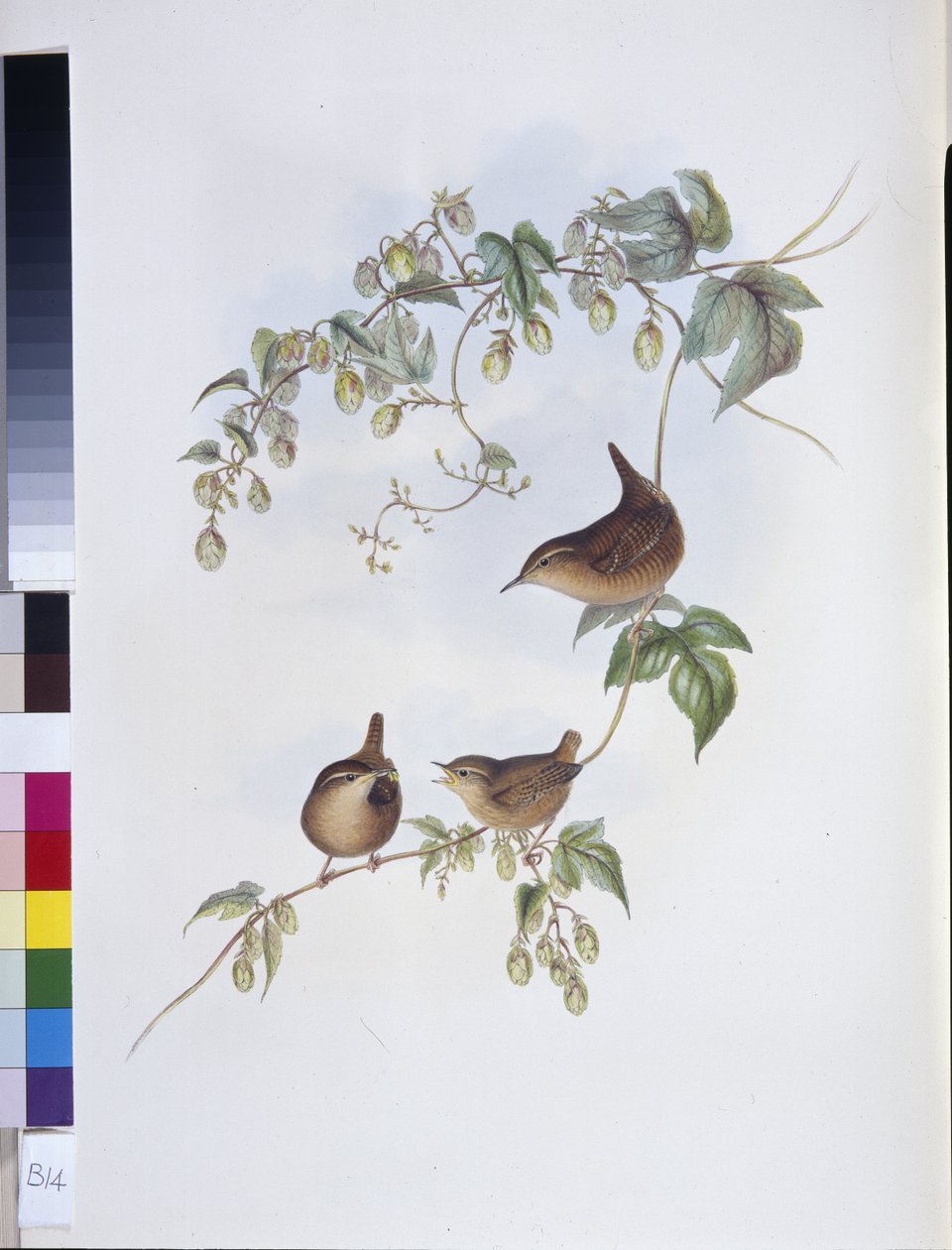 Winterkoning (Troglodytes Europeus) door John (after) Gould