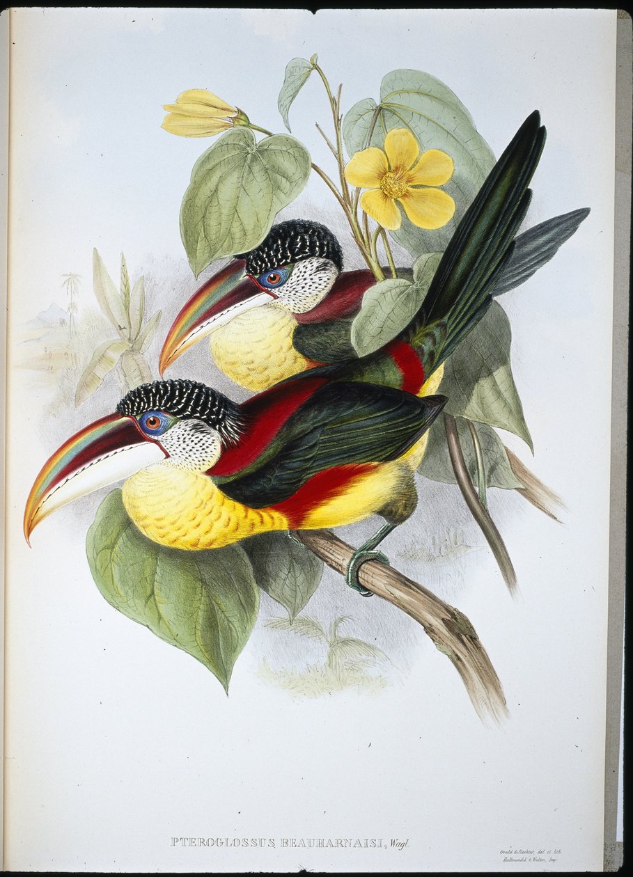 Krulkuif Aracari door John (after) Gould