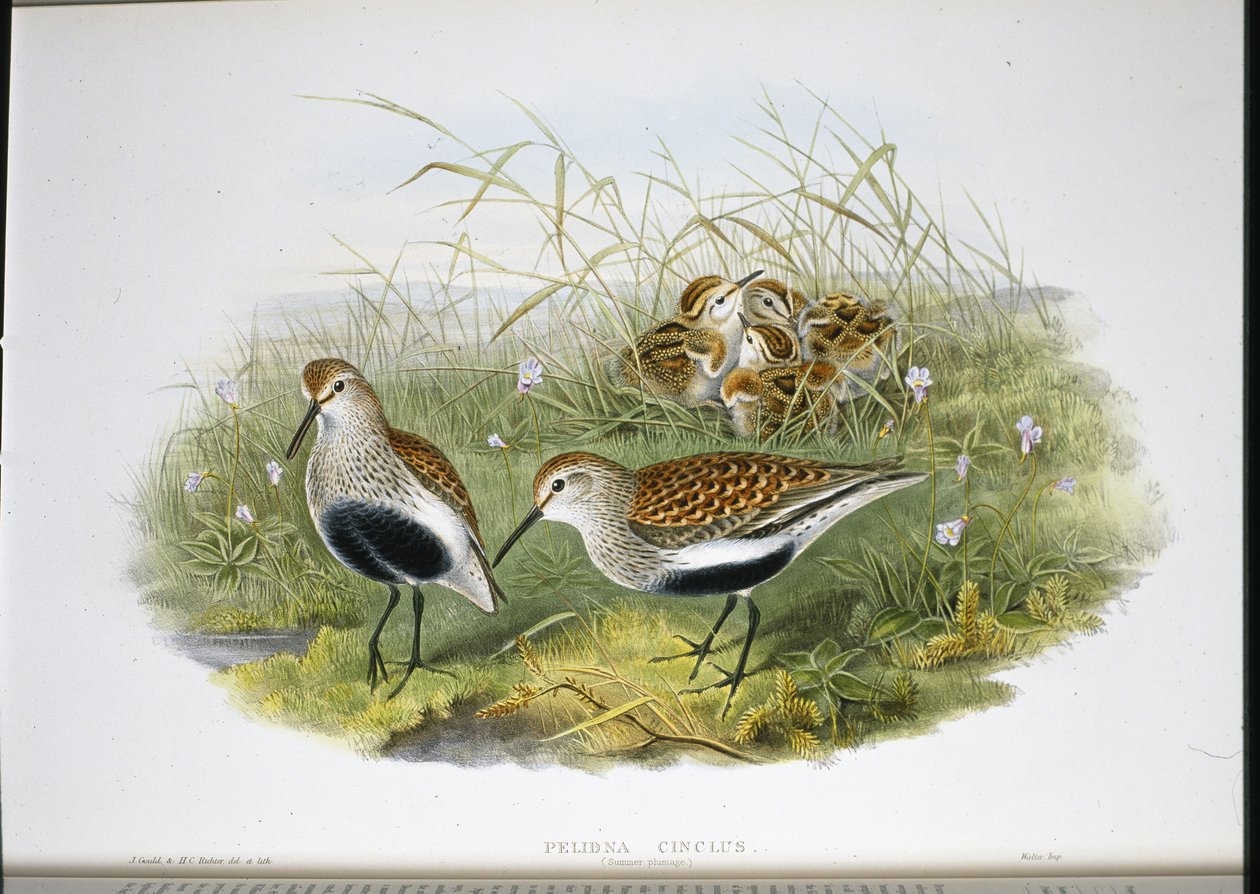 Bonte Strandloper door John (after) Gould