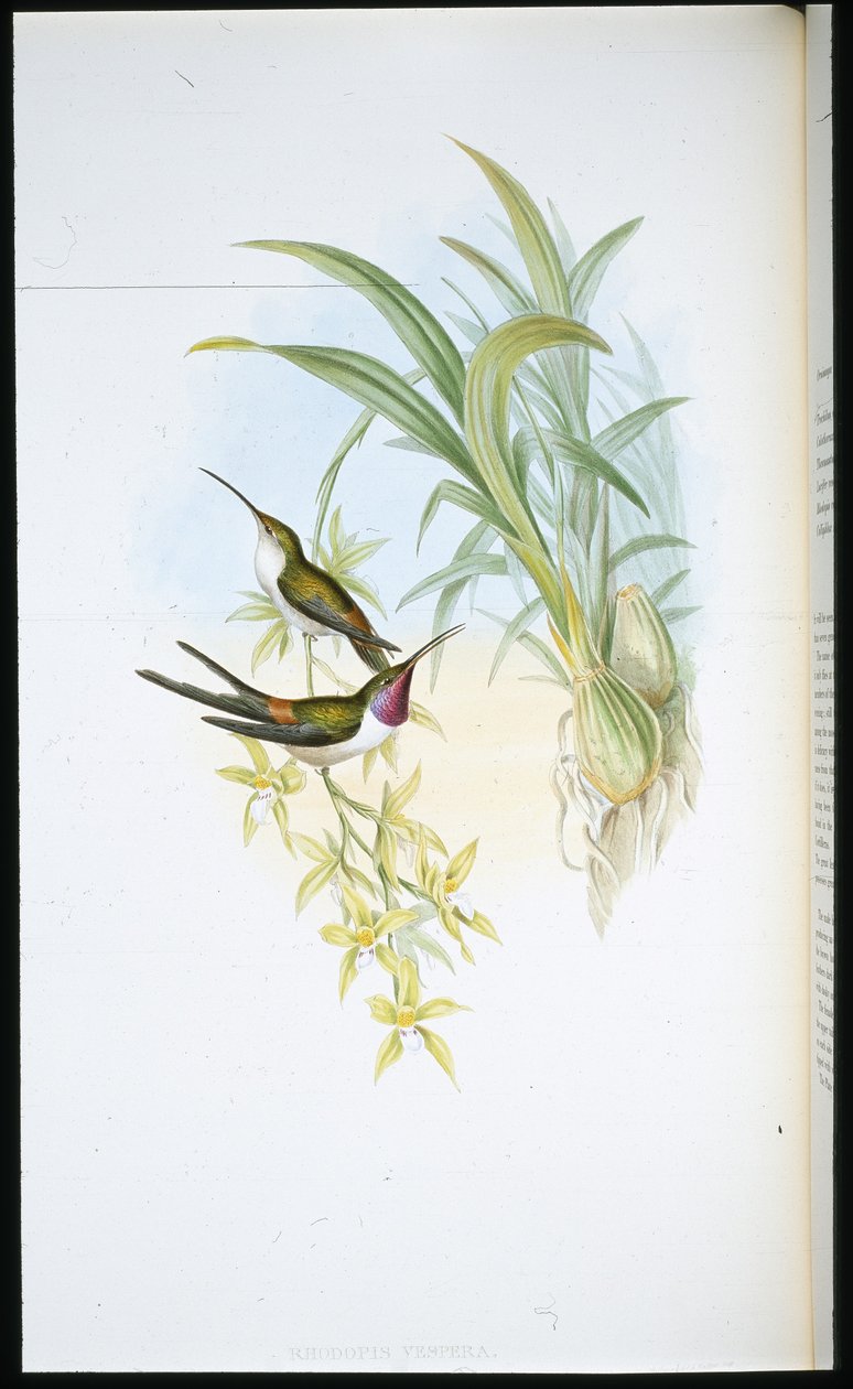 Avondkolibrie (Rhodopis Vespera) door John (after) Gould