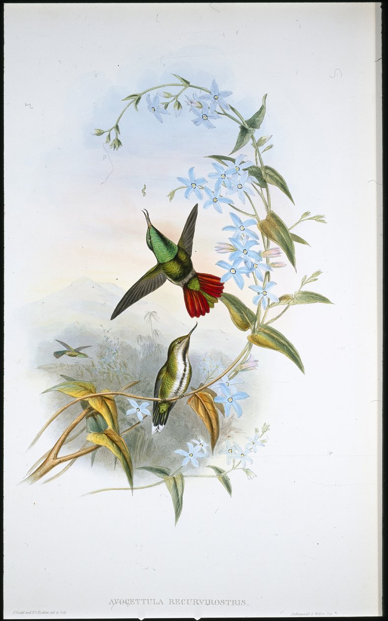 Vuurstaartkluut door John (after) Gould
