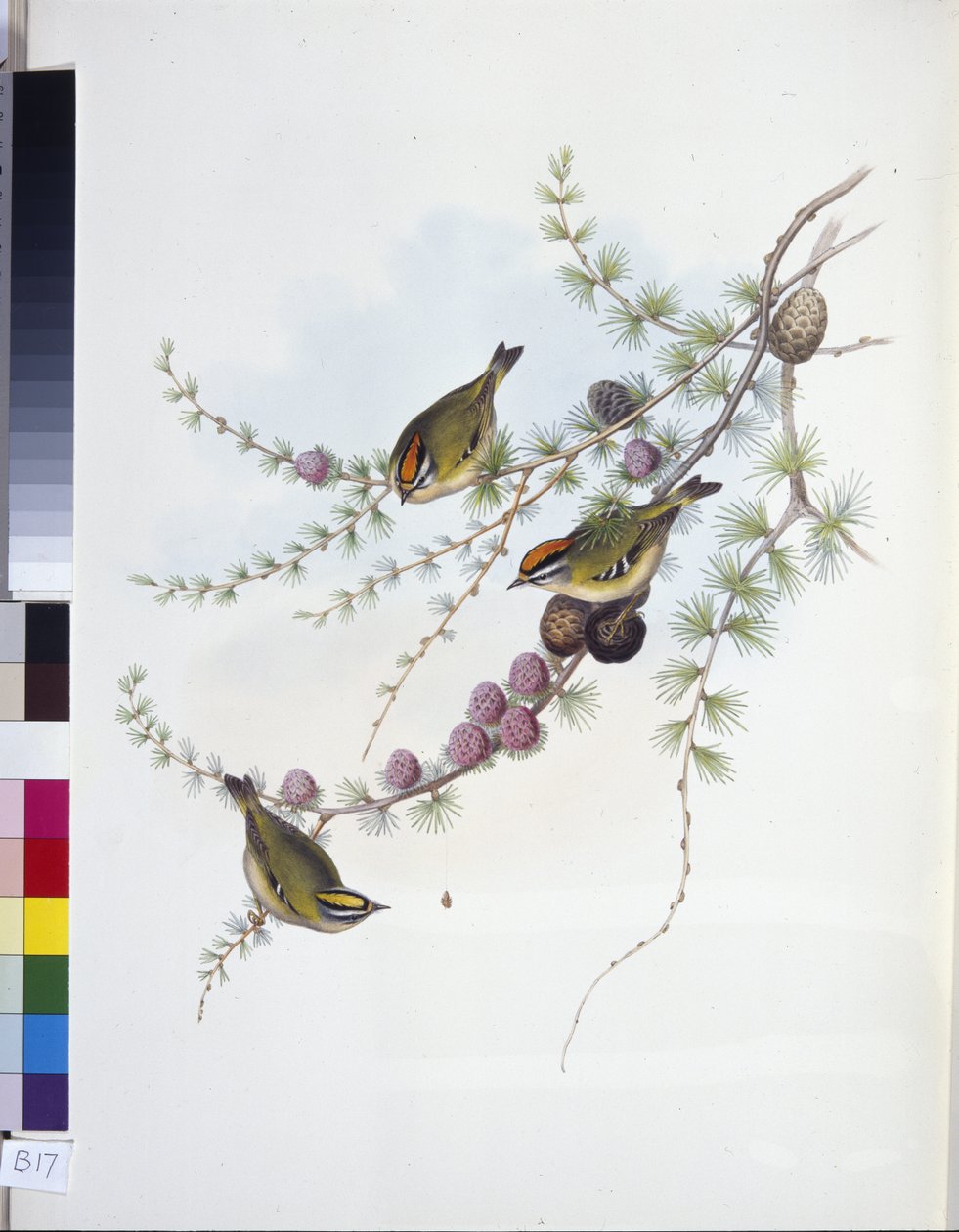 Goudhaan (Regulus Regulus) door John (after) Gould