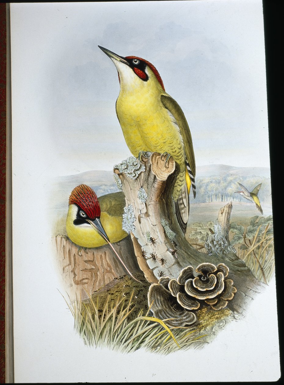 Groene specht (Gecinus Viridis) door John (after) Gould
