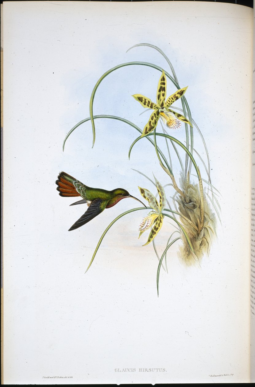 Harige kluizenaar (Glaucis Hirsutus) door John (after) Gould