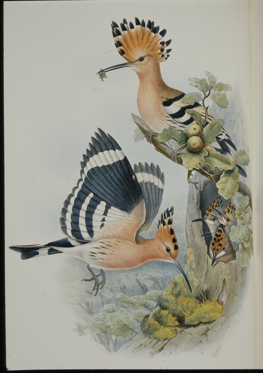 Hop (Upupa Epops) door John (after) Gould
