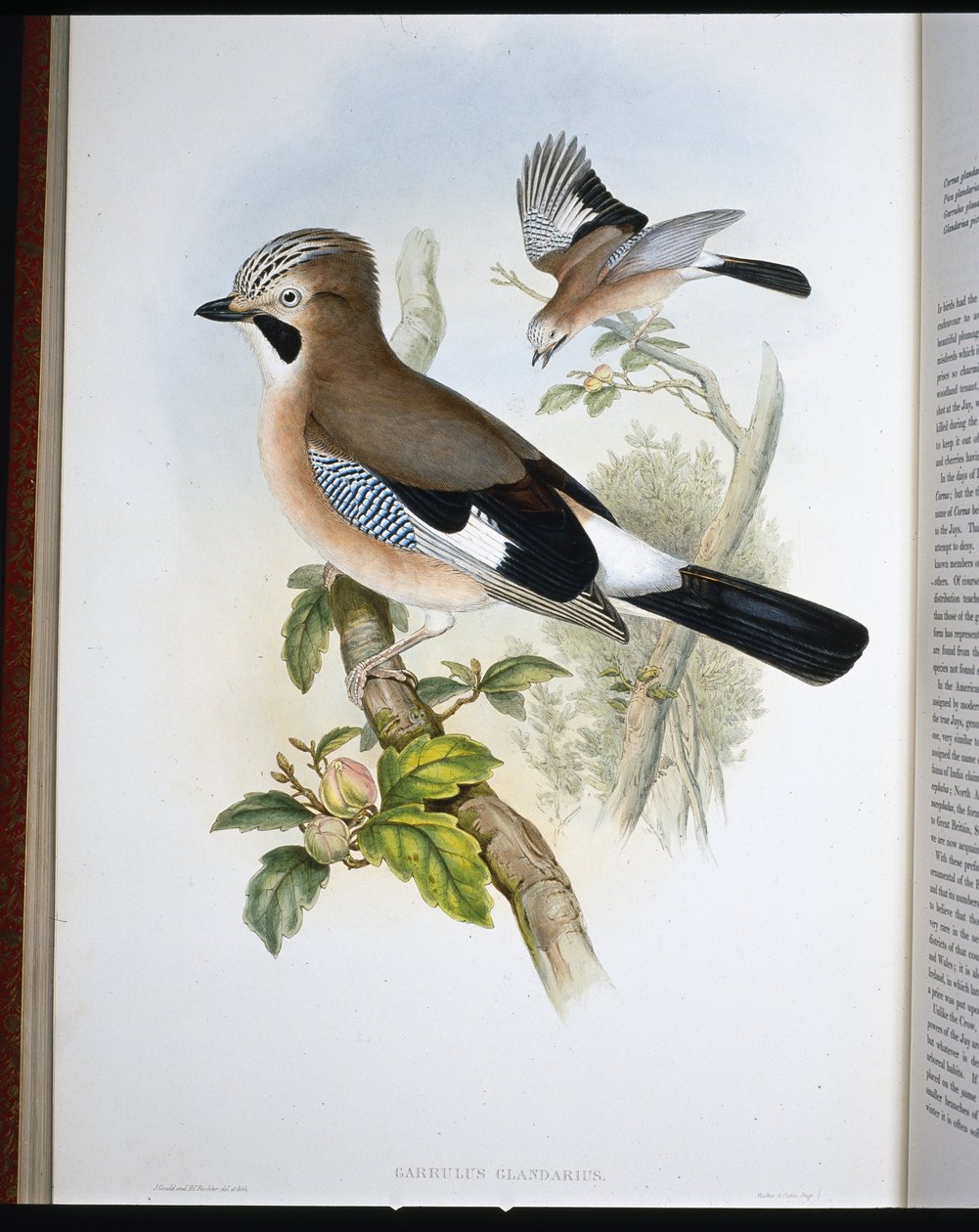 Gaai (Garrulus Glandarius) door John (after) Gould