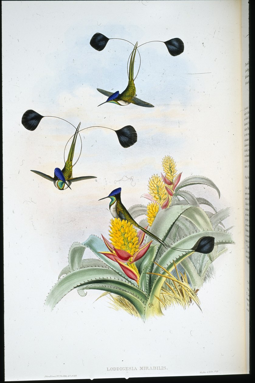 Wonderbaarlijke Kolibrie (Loddigesia Mirabilis) door John (after) Gould