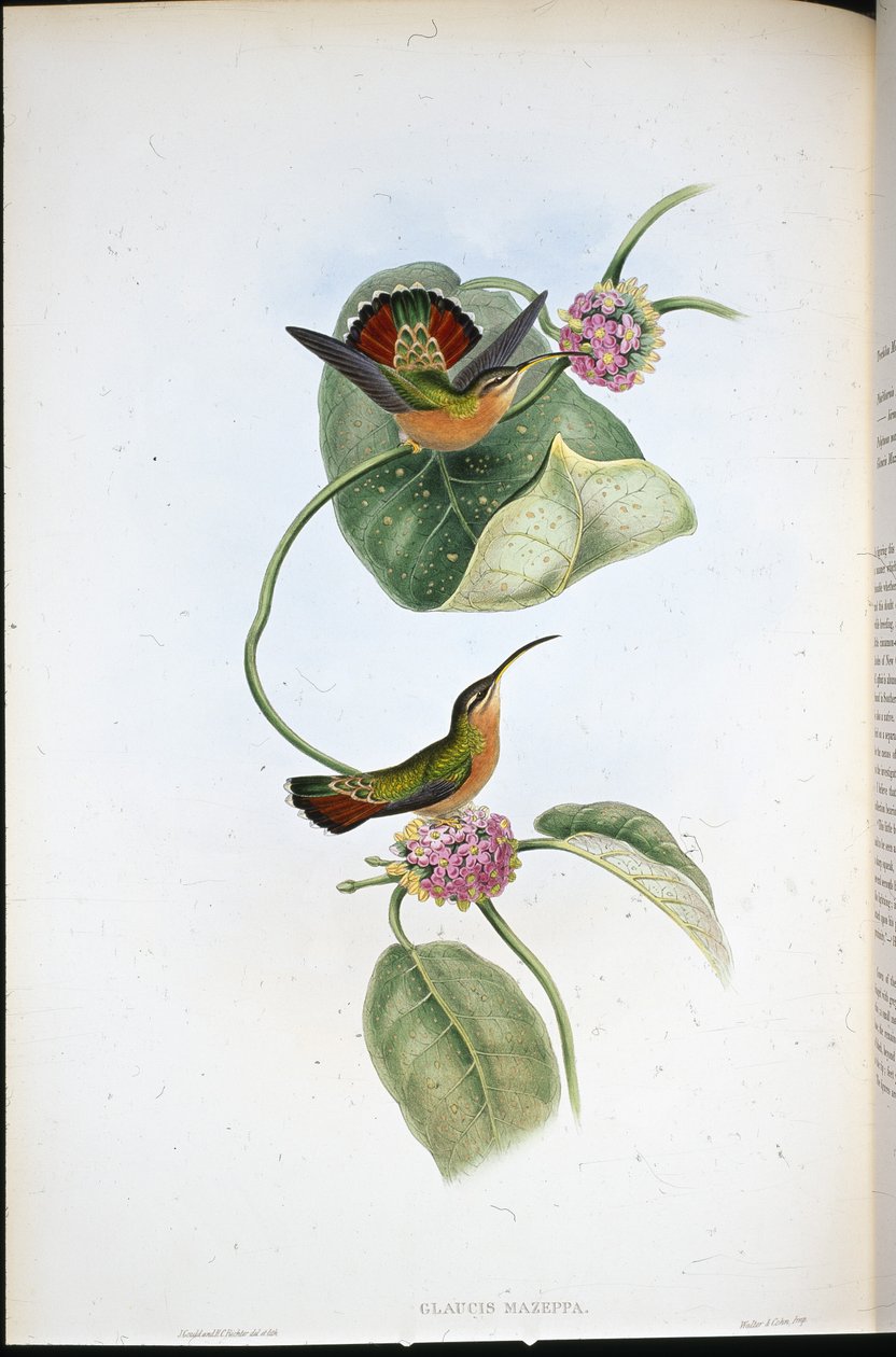 Mazeppa kluizenaar (Glaucis Mazeppa) door John (after) Gould