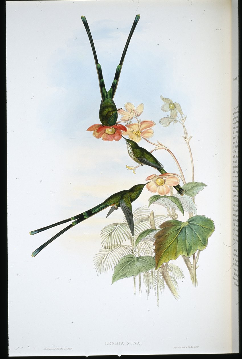 Nouna-koaliI (Lesbia Nuna) door John (after) Gould