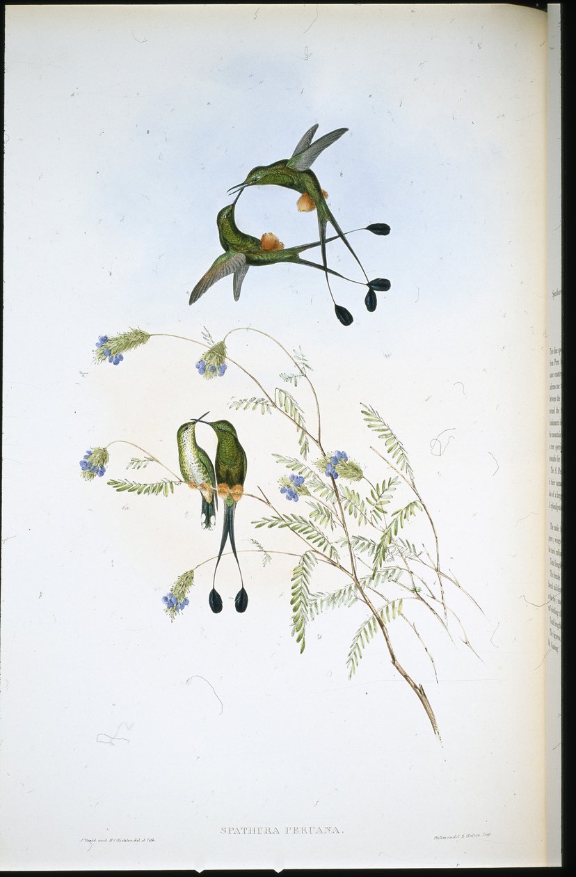 Peruaanse Racketstaart door John (after) Gould