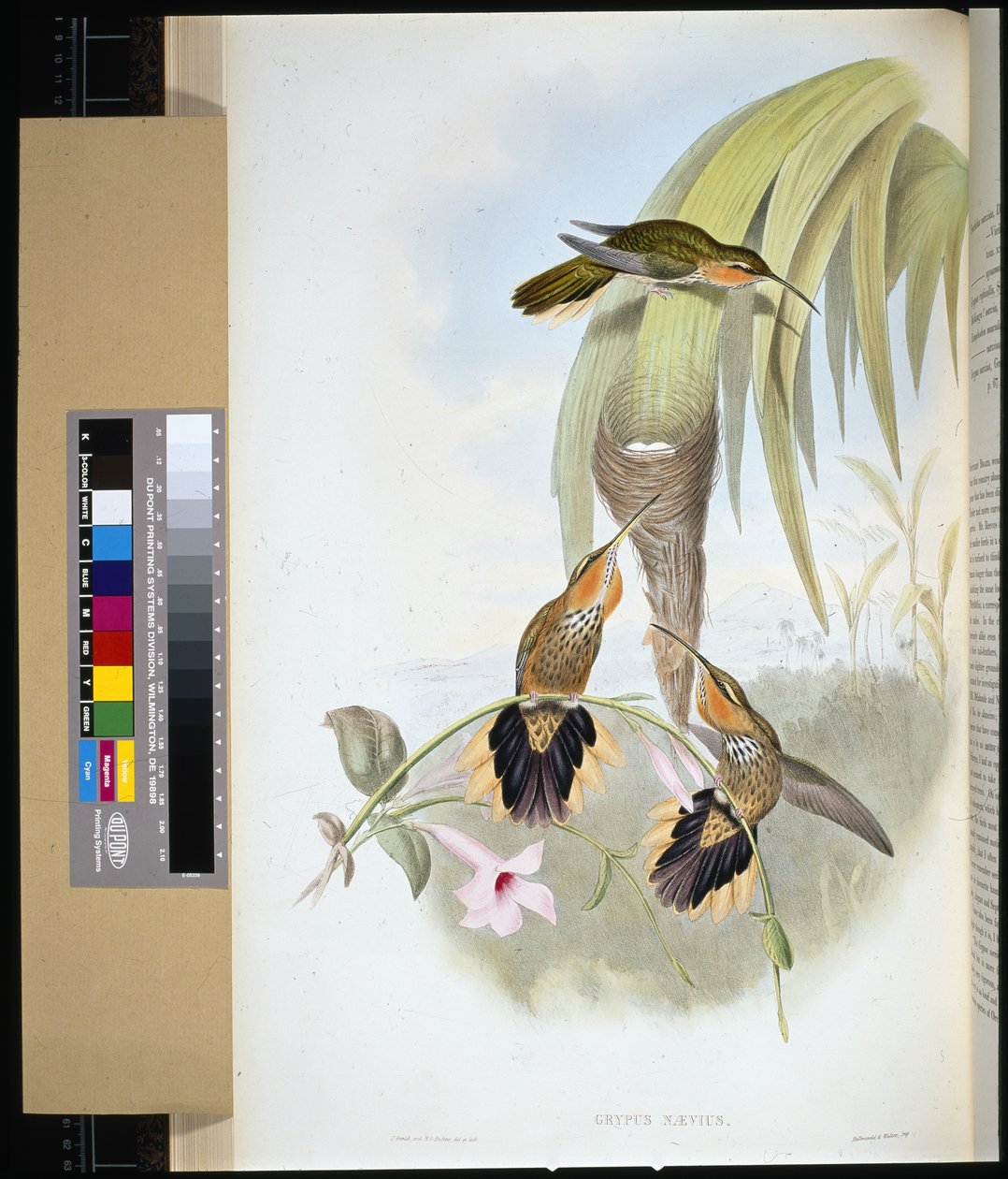 Zaagbek (grypus naevius) door John (after) Gould