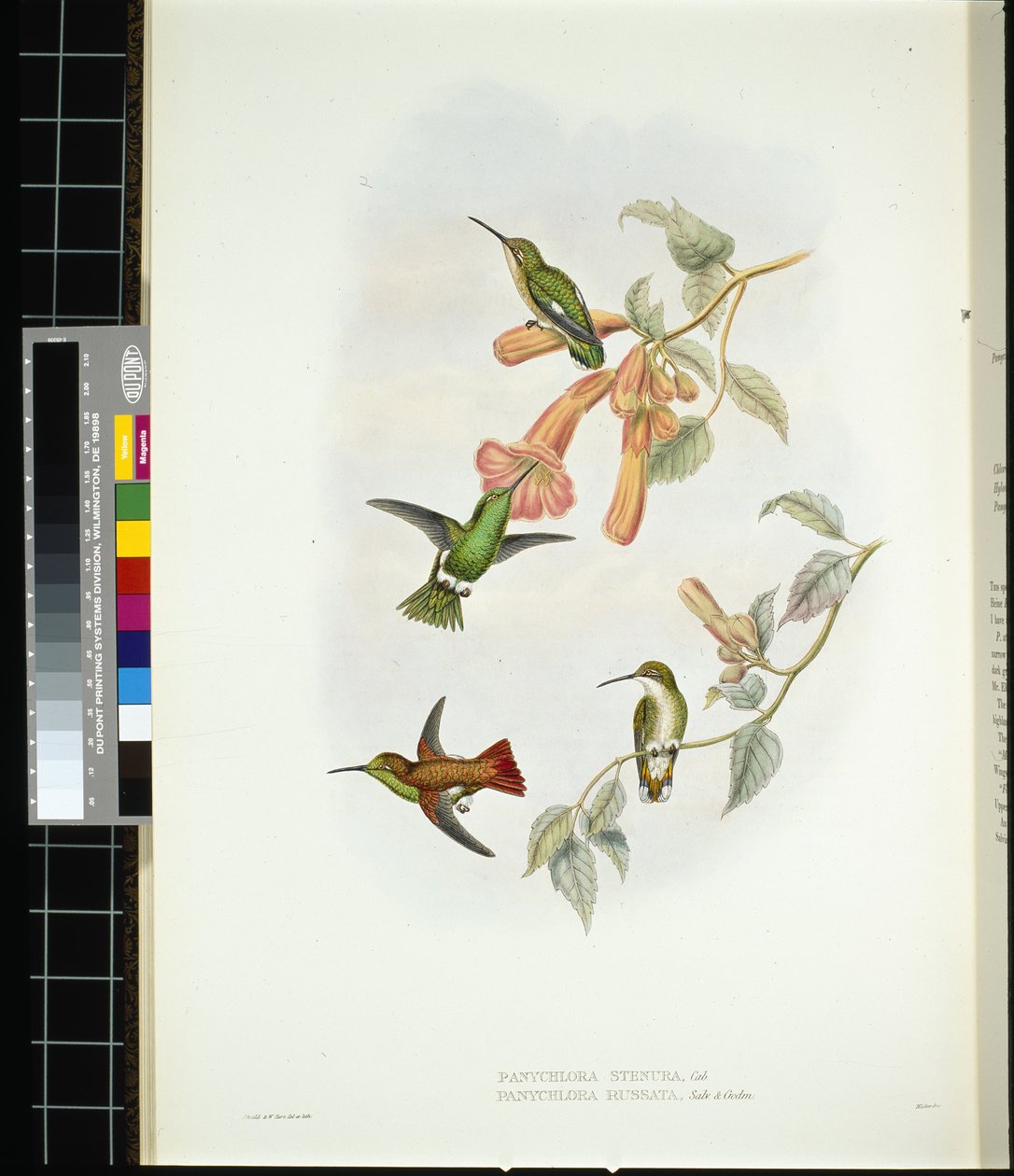 Schitterende Zonnestraal (aglaeactis cupreipennis) door John (after) Gould