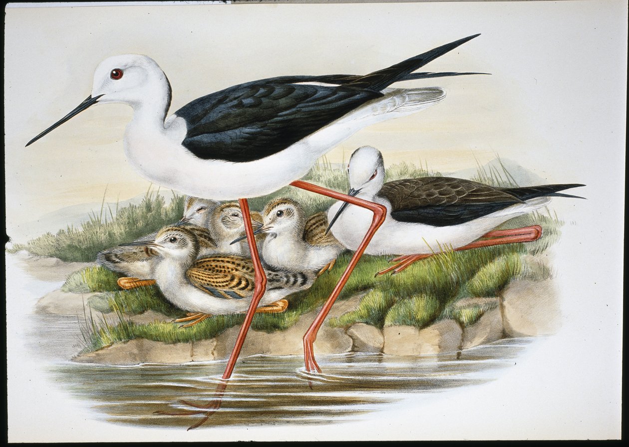 Steltkluut (Himantopus Candidus) door John (after) Gould