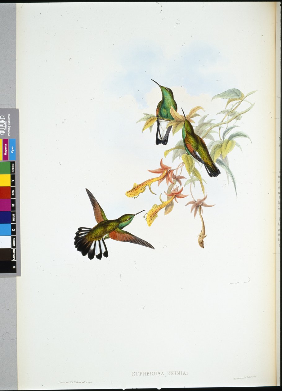 Streeptail Kolibrie door John (after) Gould