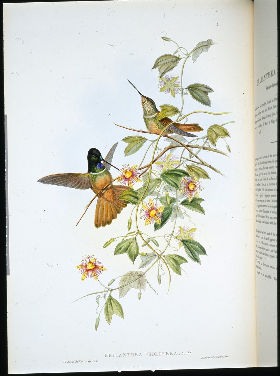 Violetkeel Ster-Frontlet door John (after) Gould