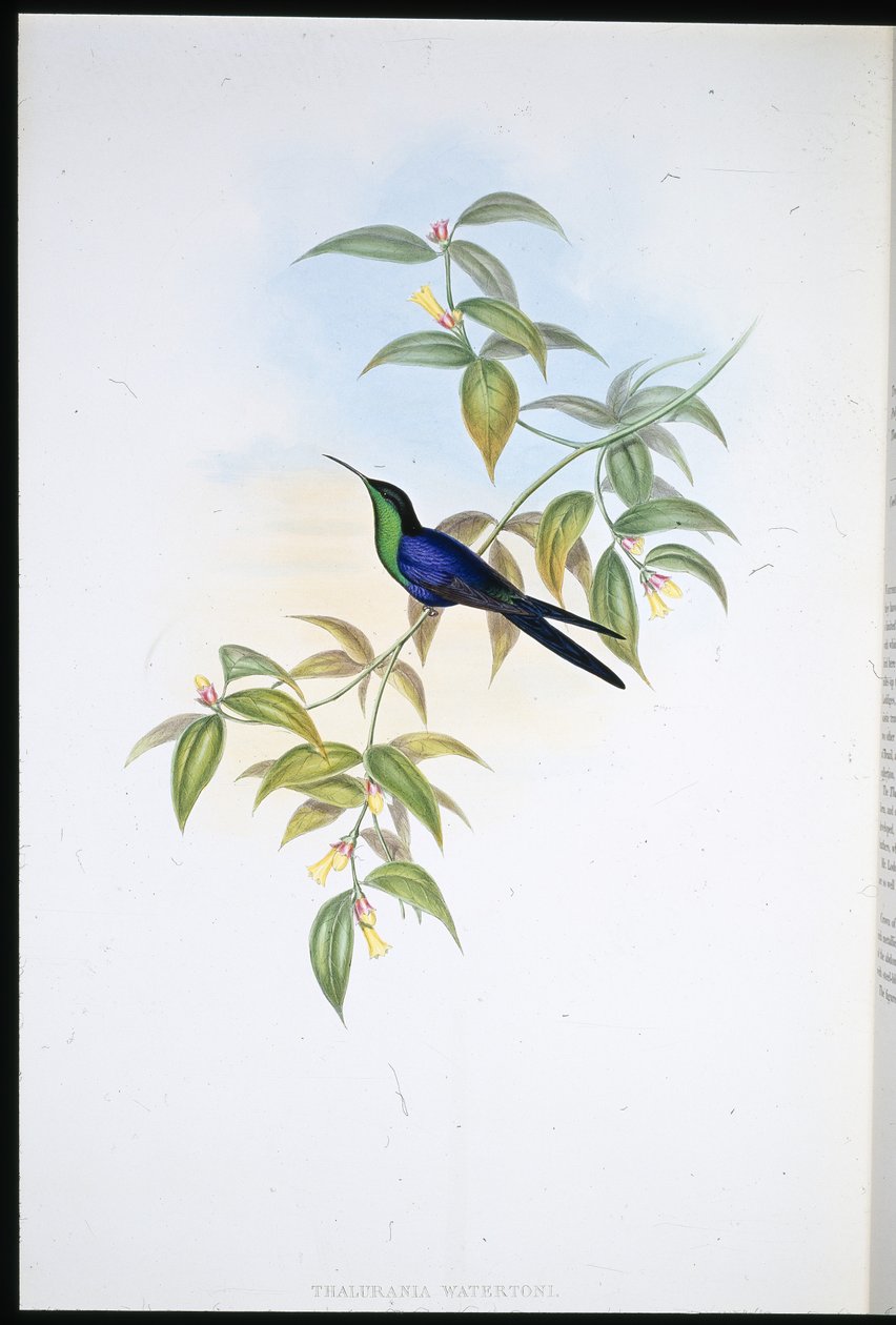 Watertons bosnimf (Thalurania Watertoni) door John (after) Gould