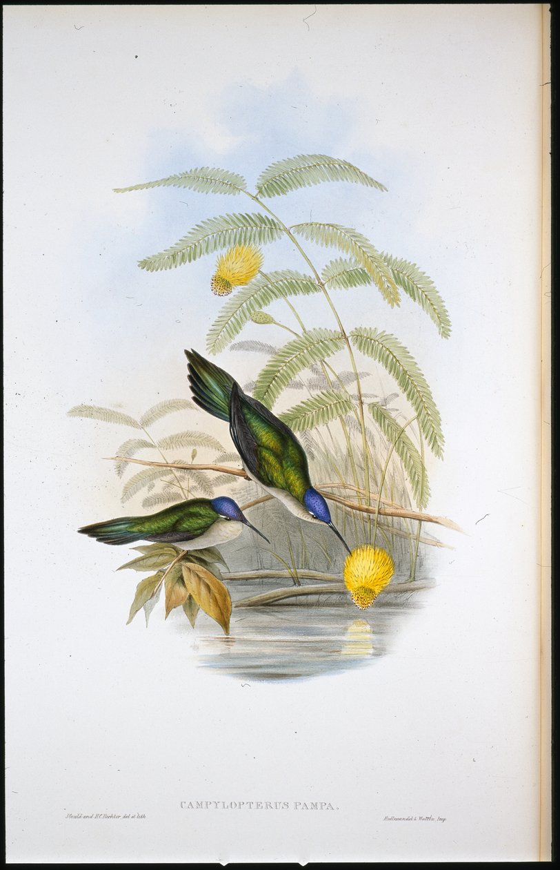 Wigstaart-sabelvleugel (Campylopterus Pampa) door John (after) Gould