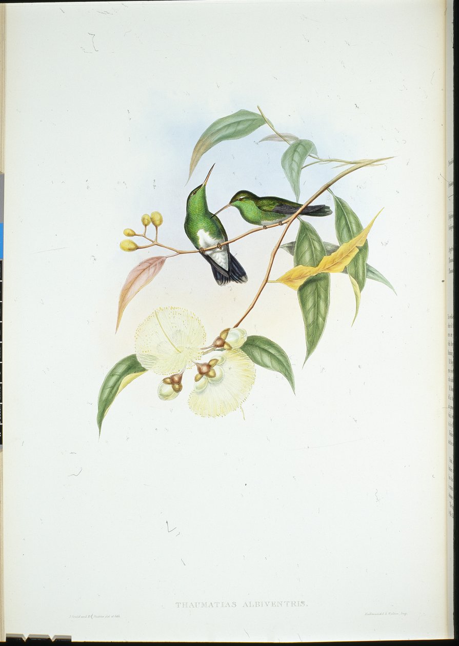 Witbuiksmaragd door John (after) Gould