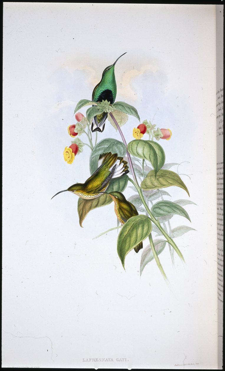 Witstaart Fluweelborst door John (after) Gould