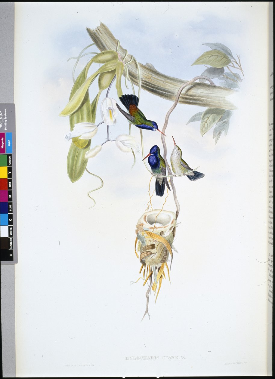Witkeelsaffier (Hylocharis Cyaneus) door John (after) Gould
