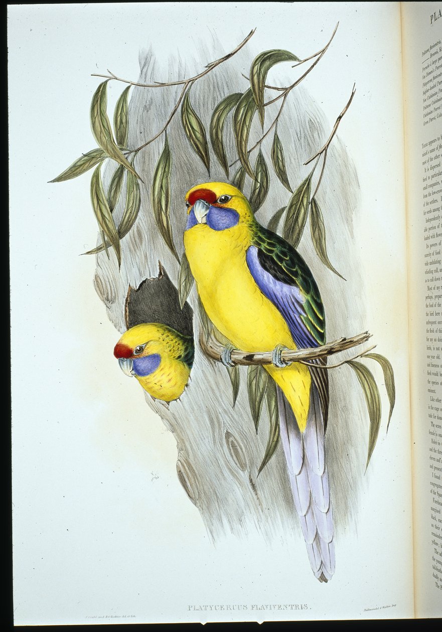 Geelbuikparkiet (platycercus flaviventris) door John (after) Gould