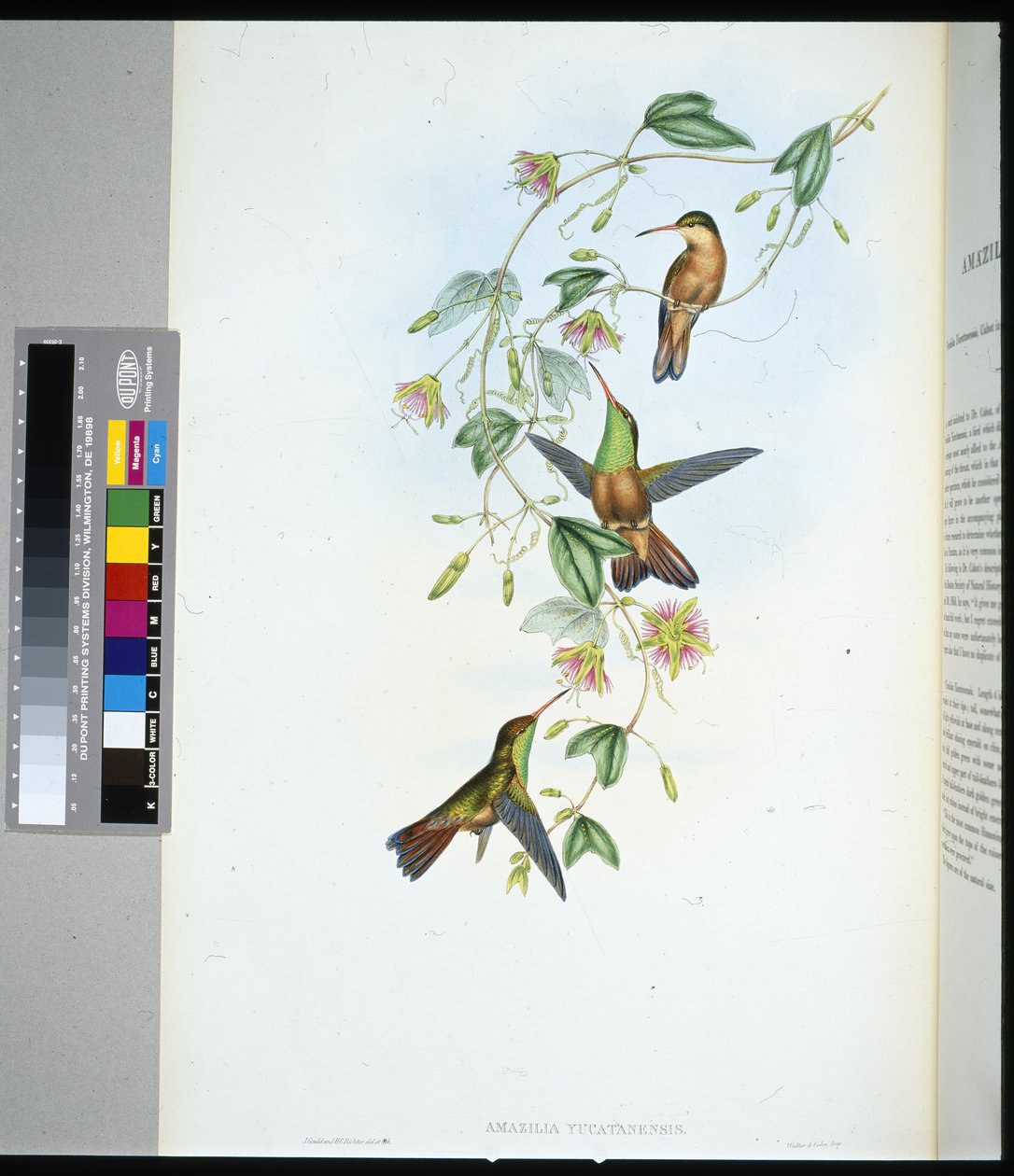 Yucatan Amazili (amazilia yucatanensis) door John (after) Gould