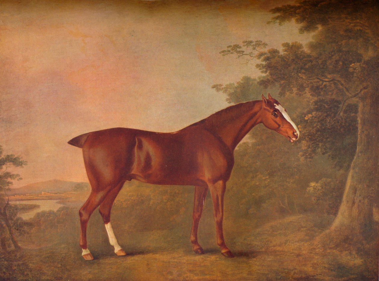 Een donkere kastanje, 1788 door John Boultbee